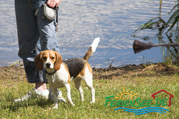 Ferienhaus am See - Für den Hund gibt es am Seeufer einen eigenen Strand mit Wiese